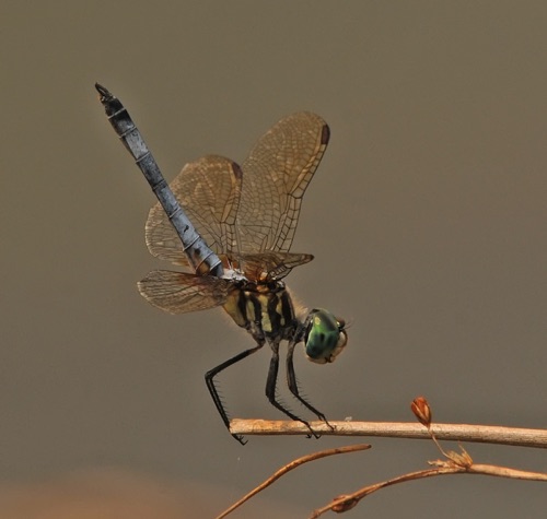 Male
21 Aug 2015  Polk